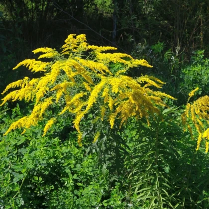 Közönséges aranyvessző – Solidago virgaurea – aranyvessző magok – 20 db