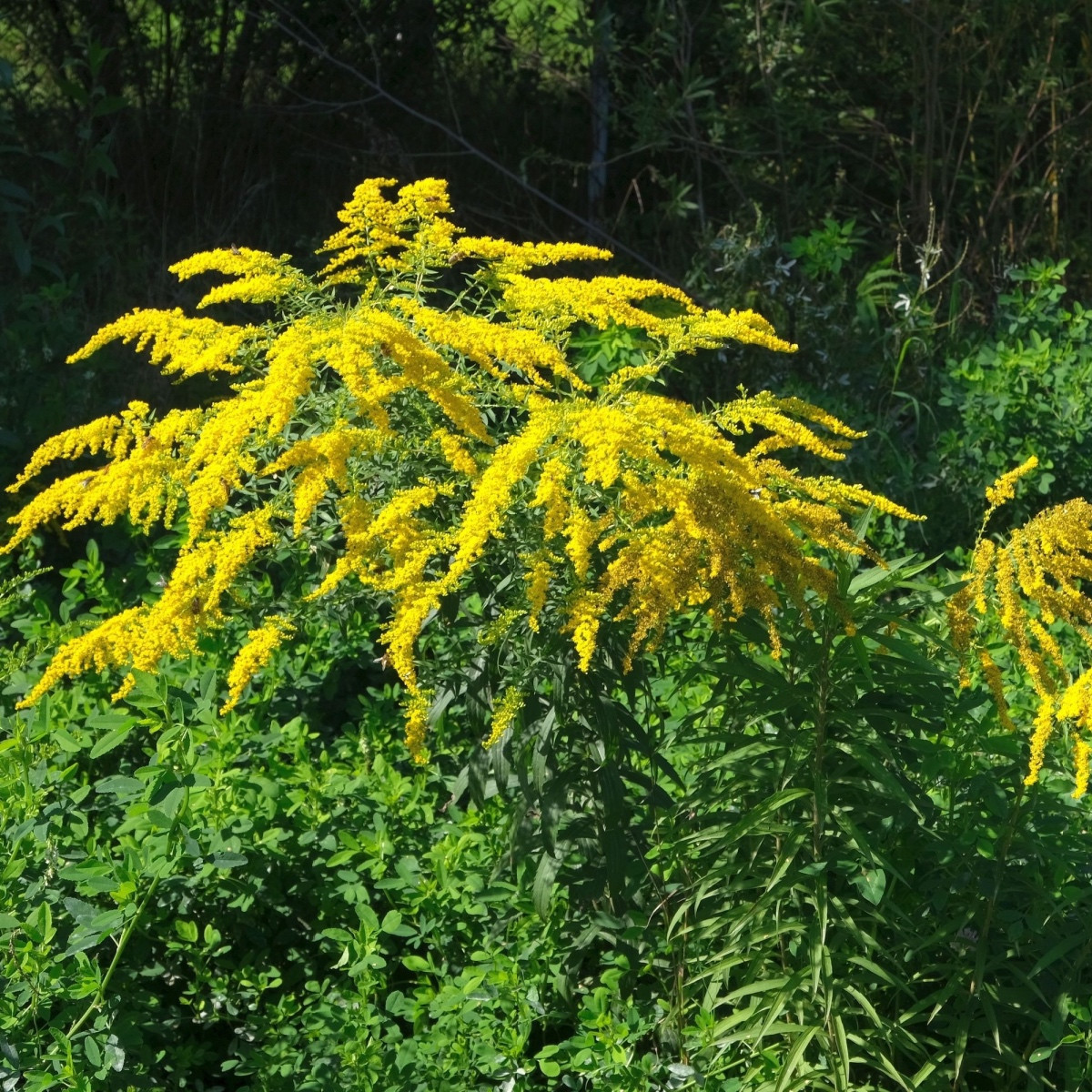Közönséges aranyvessző – Solidago virgaurea – aranyvessző magok – 20 db