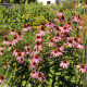 Třapatkovka bledá - Echinacea pallida - semena třapatkovky - 15 ks