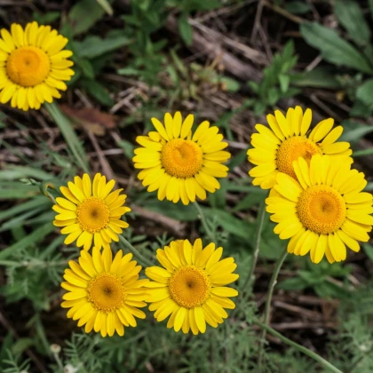 Rmen barvířský - Anthemis tinctoria - semena rmenu - 500 ks