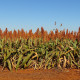 Közönséges cirok – Sorghum bicolor – cirok magok – 100 db