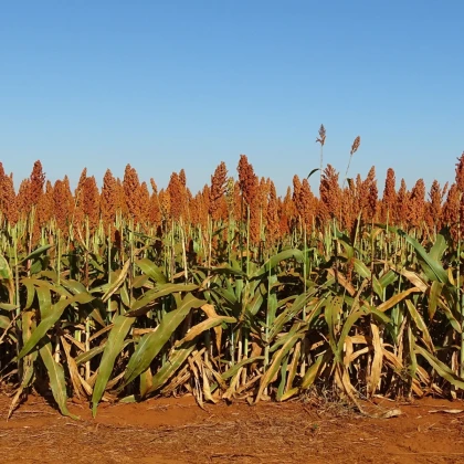 Közönséges cirok – Sorghum bicolor – cirok magok – 100 db