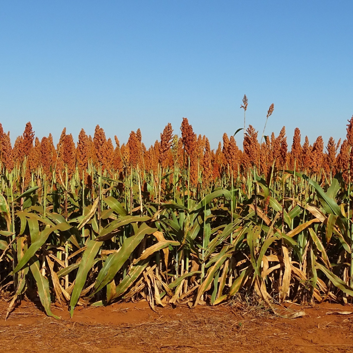 Čirok obecný - Sorghum bicolor - semena čiroku - 10 ks