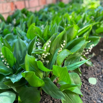 Konvalinka vonná bílá - Convallaria majalis - prostokořenné sazenice konvalinky - 1 ks