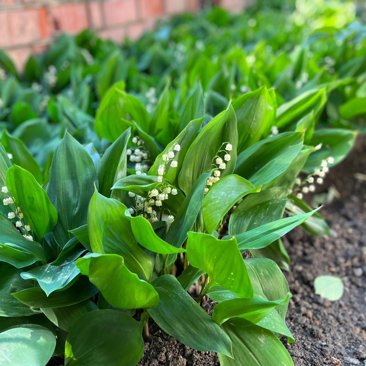 Konvalinka vonná bílá - Convallaria majalis - prostokořenné sazenice konvalinky - 1 ks