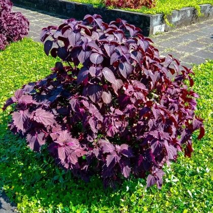 Perila červená - Perilla furtescens - semena perily - 350 ks