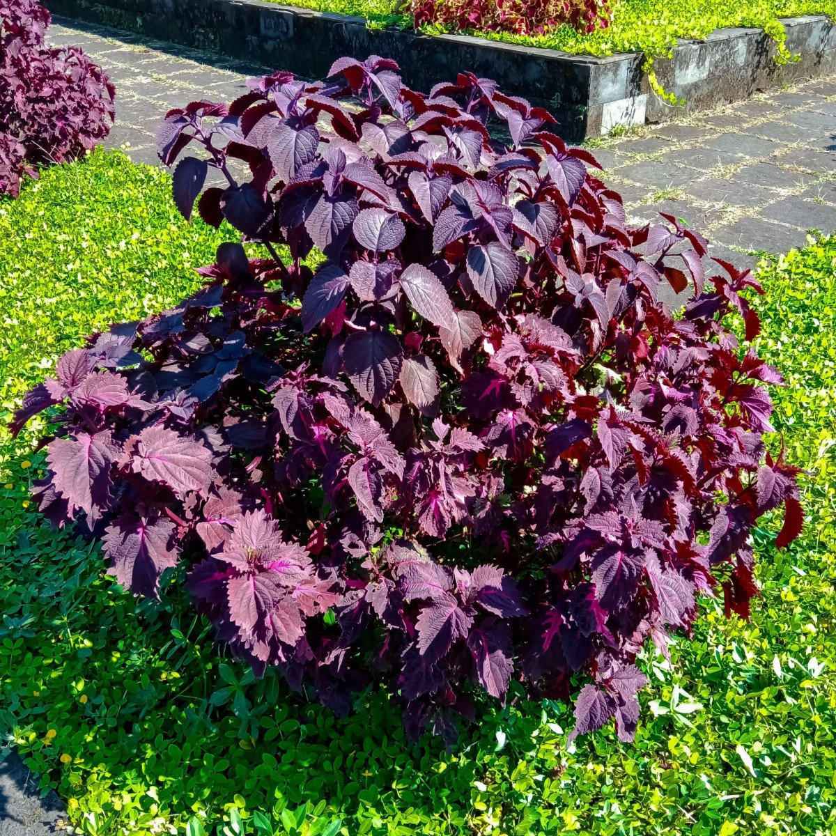 Perila červená - Perilla furtescens - semena perily - 350 ks