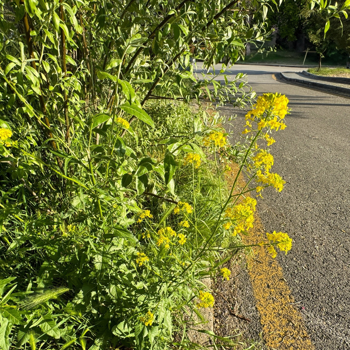 Barborka obecná - Barbarea verna - semena barborky - 150 ks