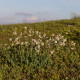 Silenka nadmutá - Silene vulgaris - semena silenky - 150 ks