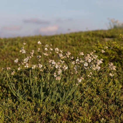 Silenka nadmutá - Silene vulgaris - semena silenky - 150 ks