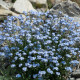 Pomněnka alpinská zakrslá - Myosotis alpestris - semena pomněnky - 700 ks