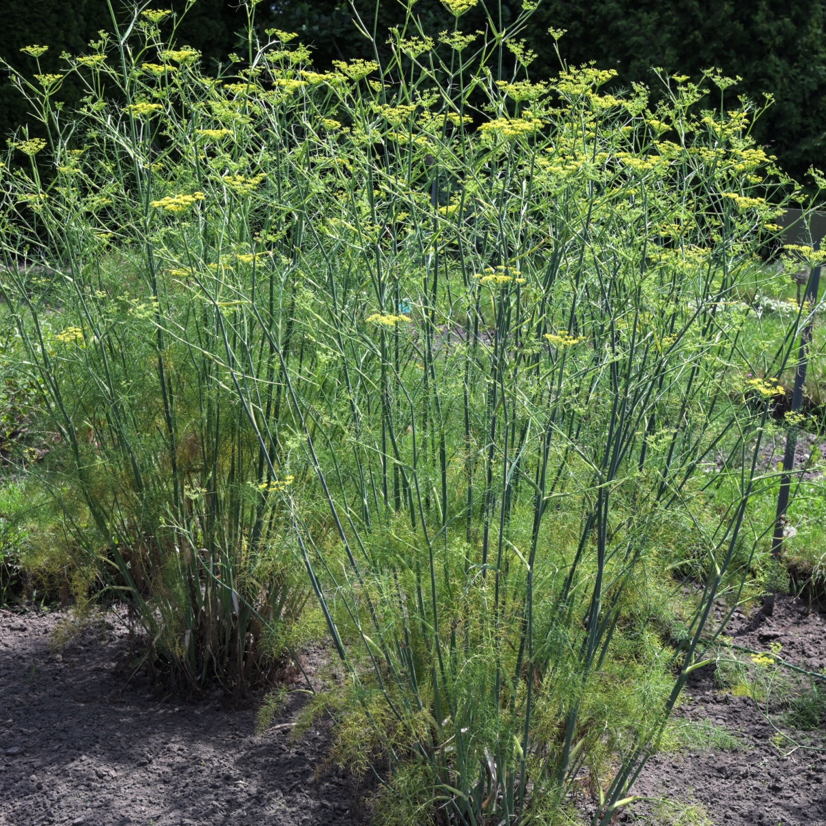 BIO Fenykl kořeninový - Foeniculum ssp. - bio semena fenyklu - 35 ks