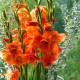 Gladiol oranžový - Gladiolus - hlízy mečíku - 3 ks