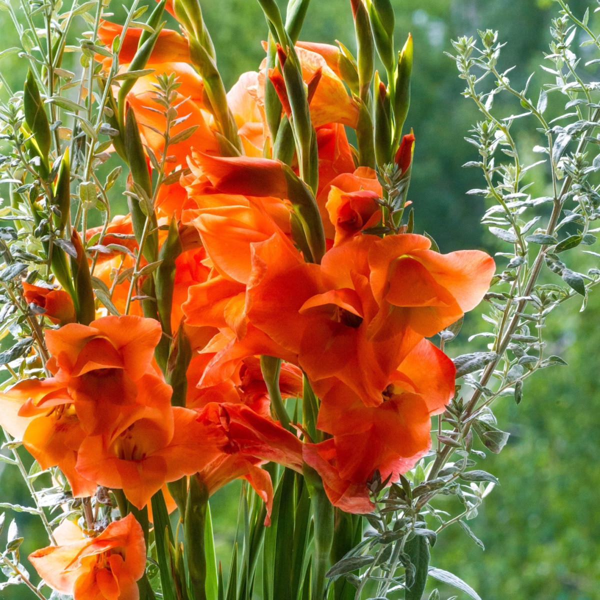 Gladiol oranžový - Gladiolus - hlízy mečíku - 3 ks