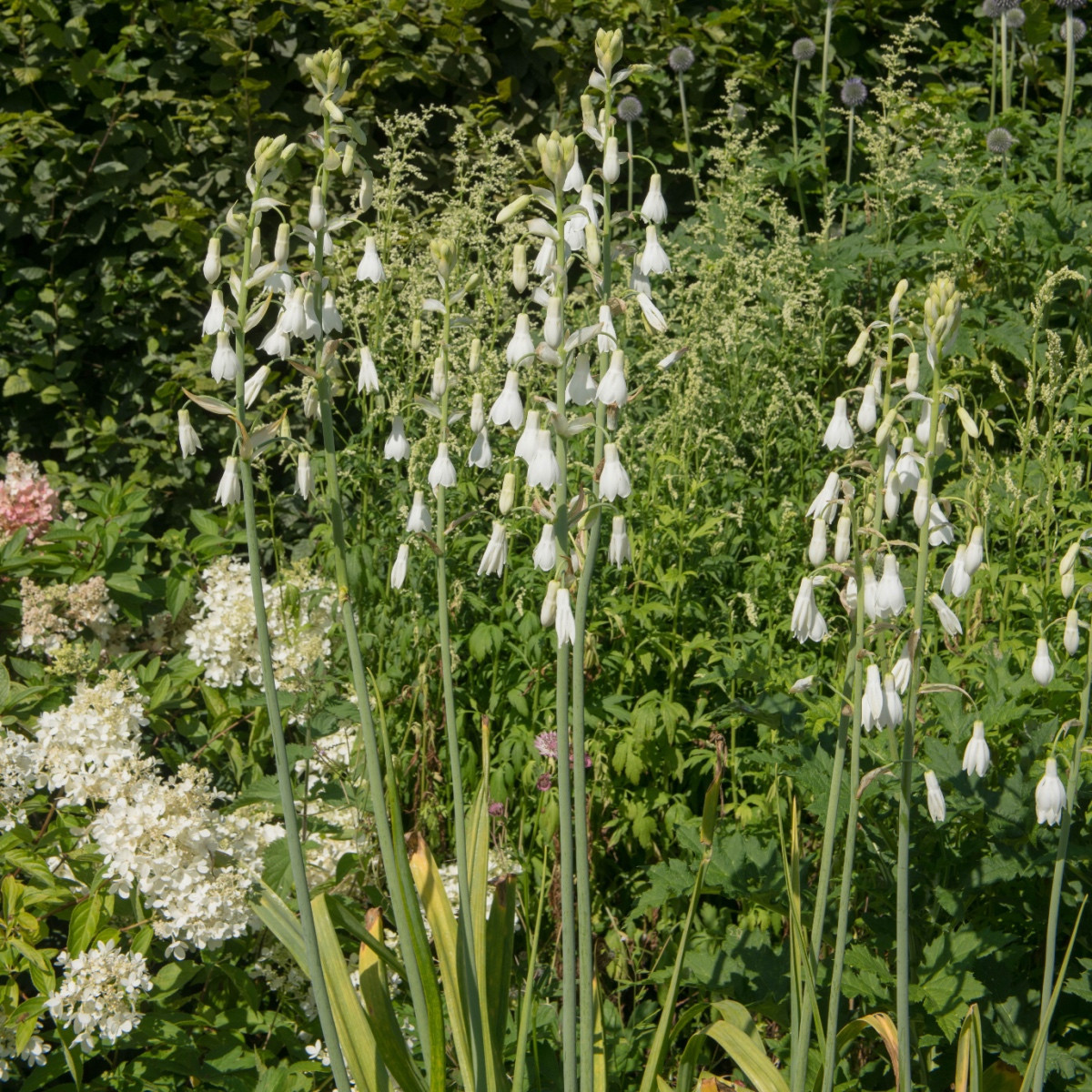 Litoška - Galtonia candicans - cibule litošky - 1 ks