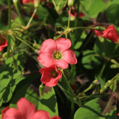 Šťavel růžový - Čtyřlístek - Oxalis deppei - hlízy šťavelu - 3 ks