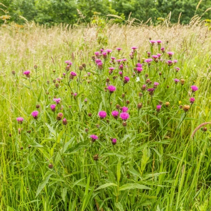 Chrpa čekánek - Centaurea scabiosa - semena chrpy - 50 ks