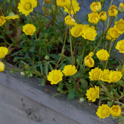 Kopretina nízká zlatožlutá - Chrysanthemum multicaule - semena kopretiny - 350 ks