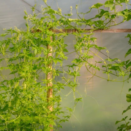 Ačokča - Cyclanthera pedata - semena ačokči - 6 ks