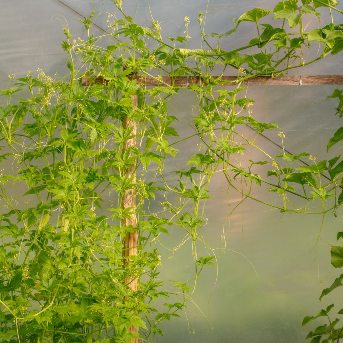 Ačokča - Cyclanthera pedata - semena ačokči - 6 ks