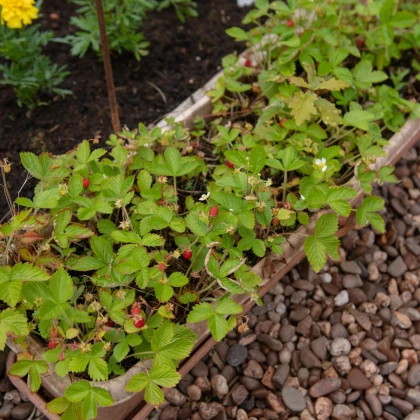 Jahodník lesní - Fragaria vesca - semena jahodníku - 10 ks