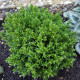 Tymián francouzský letní - Thymus vulgaris - semena tymiánu - 50 ks