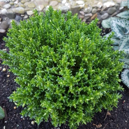 Francia nyári kakukkfű – Thymus vulgaris – kakukkfű magok – 100 db
