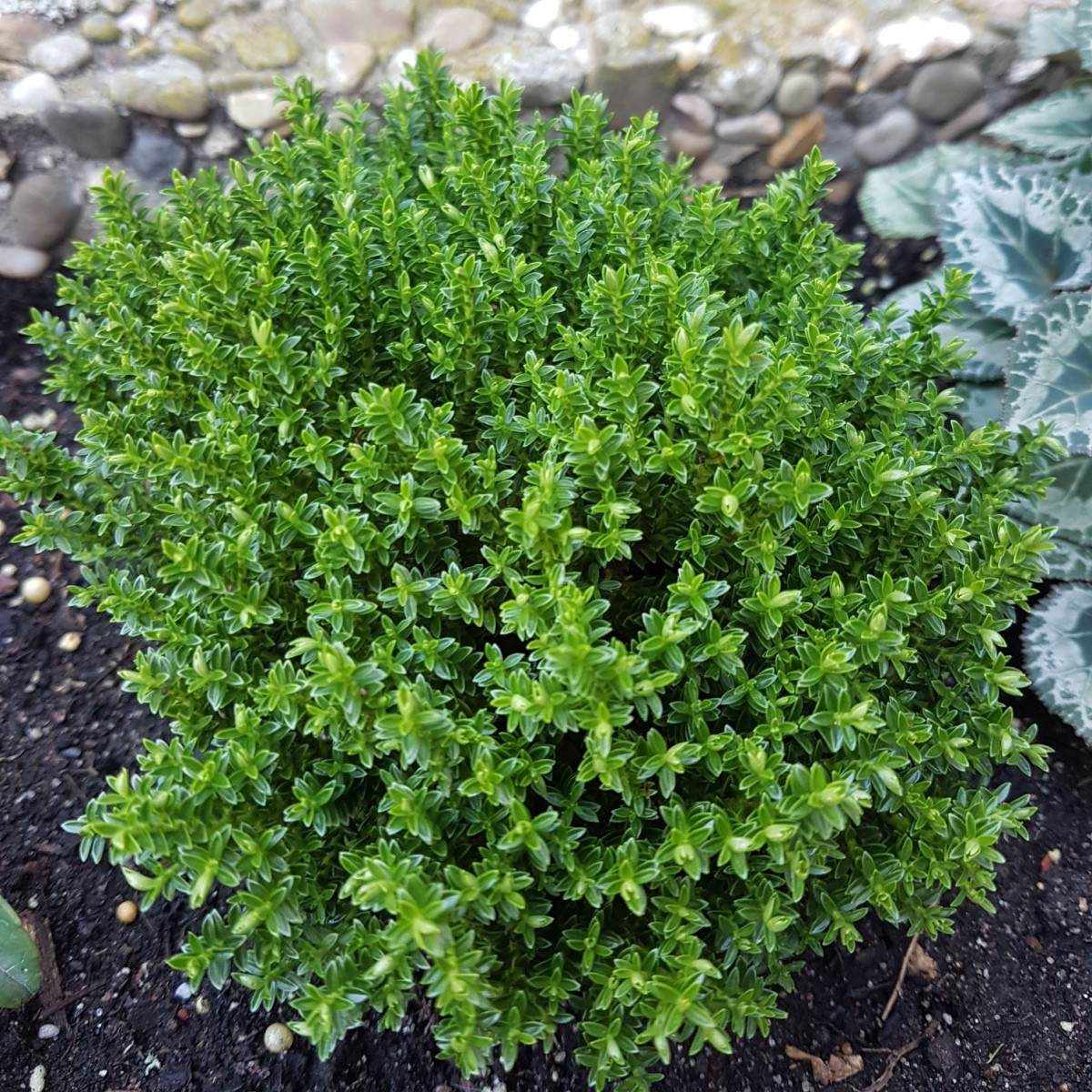 Tymián francouzský letní - Thymus vulgaris - semena tymiánu - 50 ks