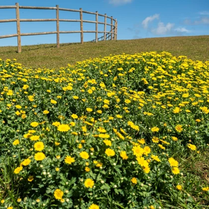 Kopretina osenní Helios - Chrysanthemum segetum - semena kopretiny - 100 ks
