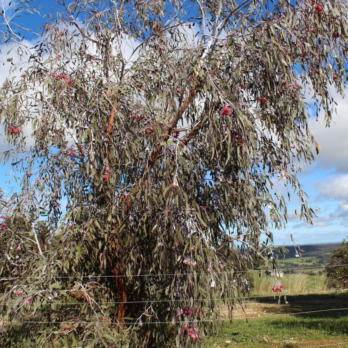 Eukalyptus caesia Magna - Blahovičník - Eucalyptus caesia - semena eukalyptu - 10 ks