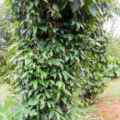 Pepř dlouhý - Piper longum - semena pepře - 10 ks