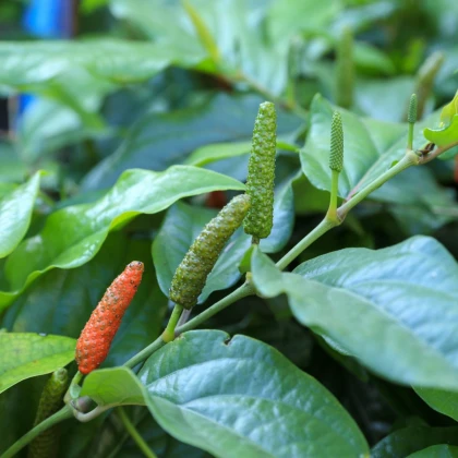 Pepř dlouhý - Piper longum - semena pepře - 10 ks