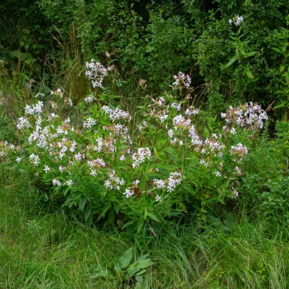 Mydlice lékařská - Saponaria officinalis - semena mydlice - 15 ks
