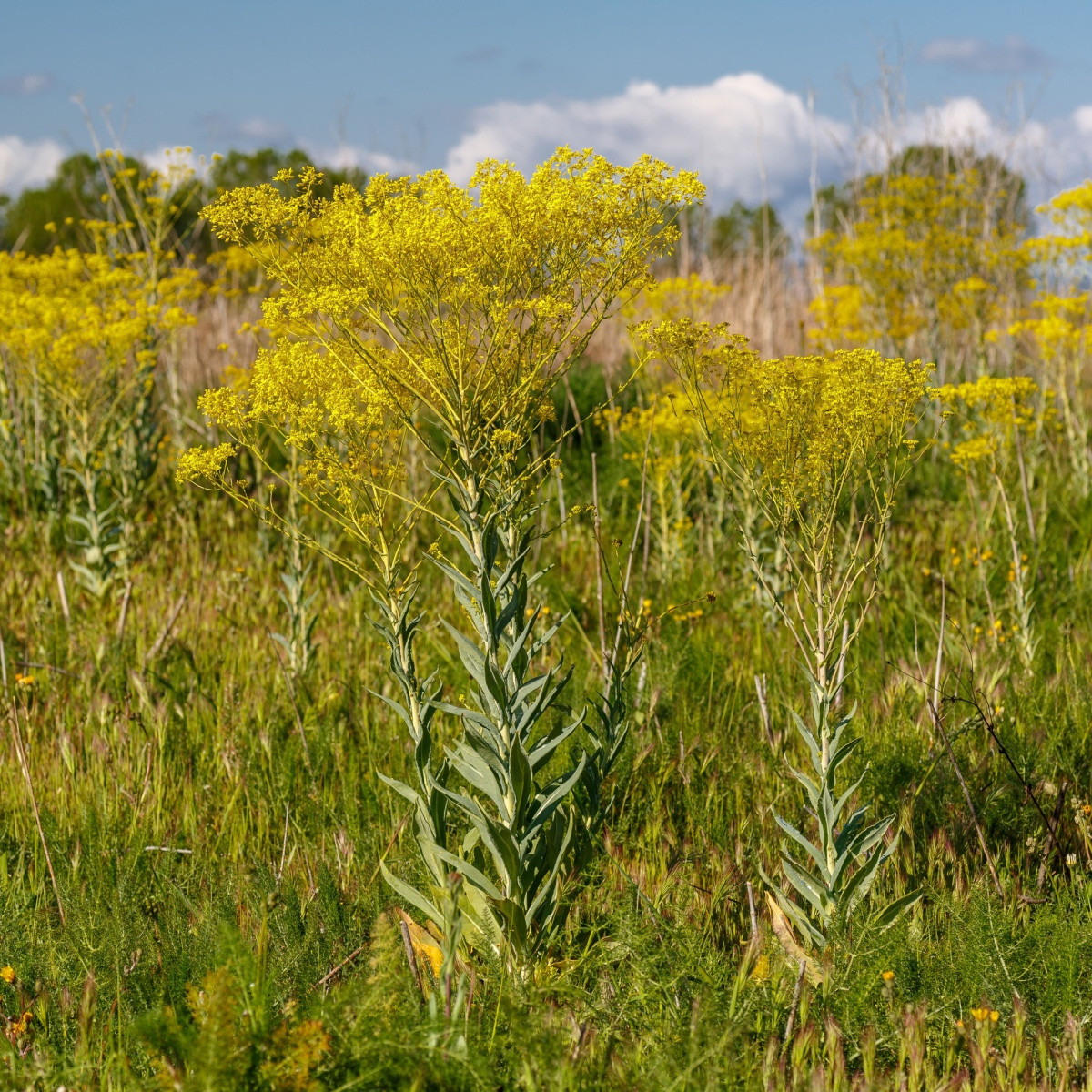 Boryt barvířský - Isatis tinctoria - semena borytu - 8 ks