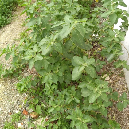 Ženšen indický - Withania somnifera - semena ženšenu - 7 ks