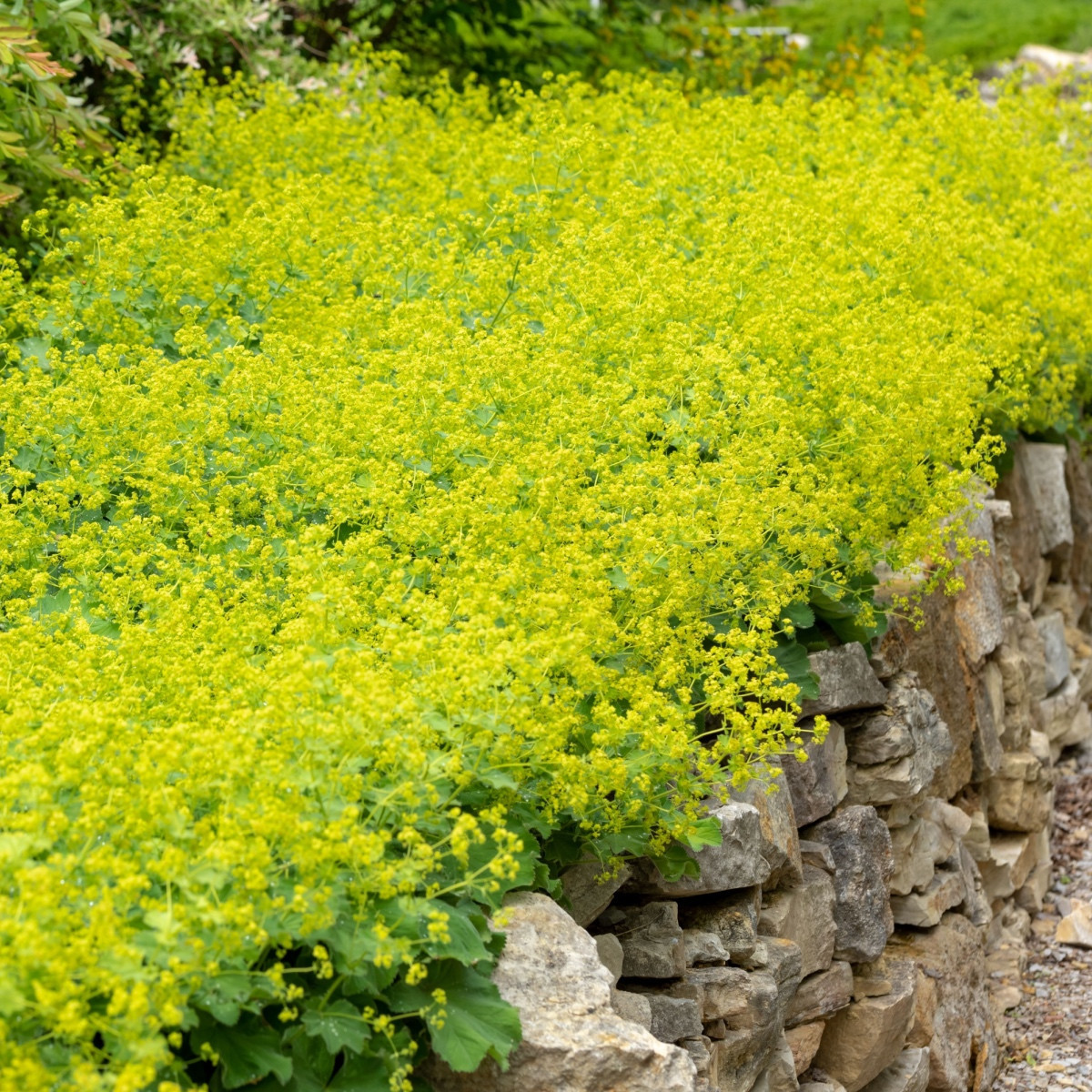 Kontryhel měkký - Alchemilla mollis - semena kontryhelu - 20 ks