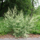 Fekete üröm Černobýl - Artemisia vulgaris - pelyhín magok - 130 db