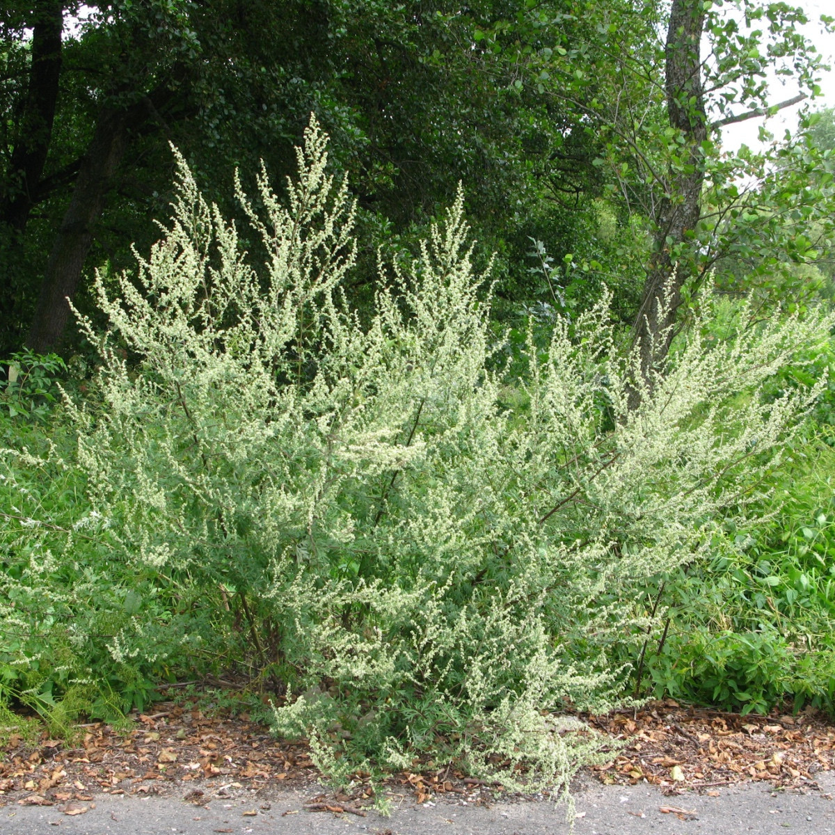 Fekete üröm Černobýl - Artemisia vulgaris - pelyhín magok - 130 db