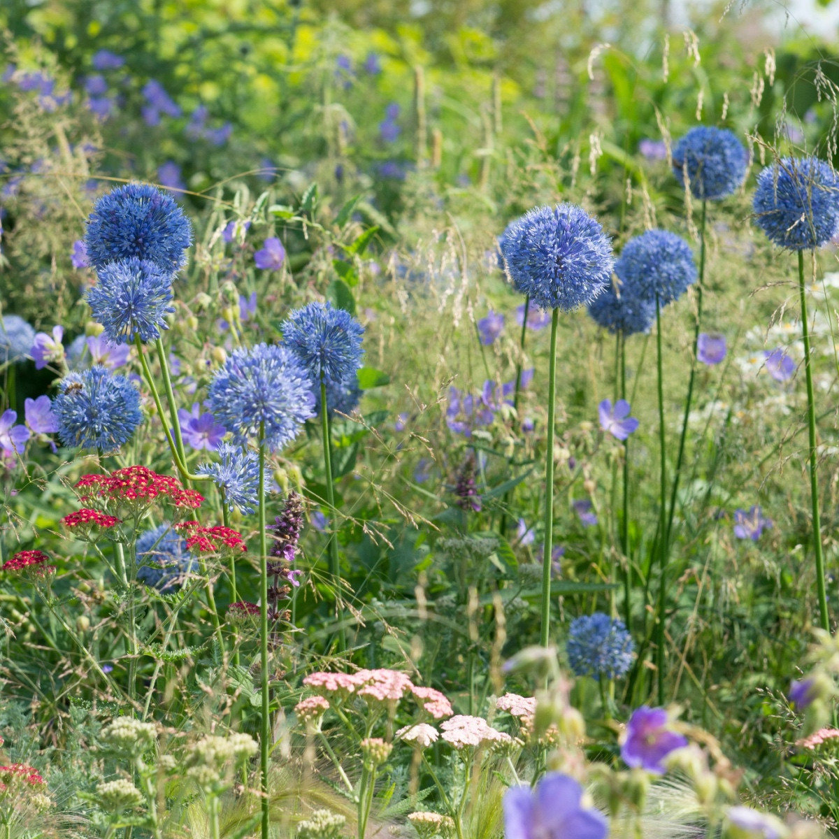 Česnek azurový - Allium caeruleum - cibule okrasného česneku - 3 ks