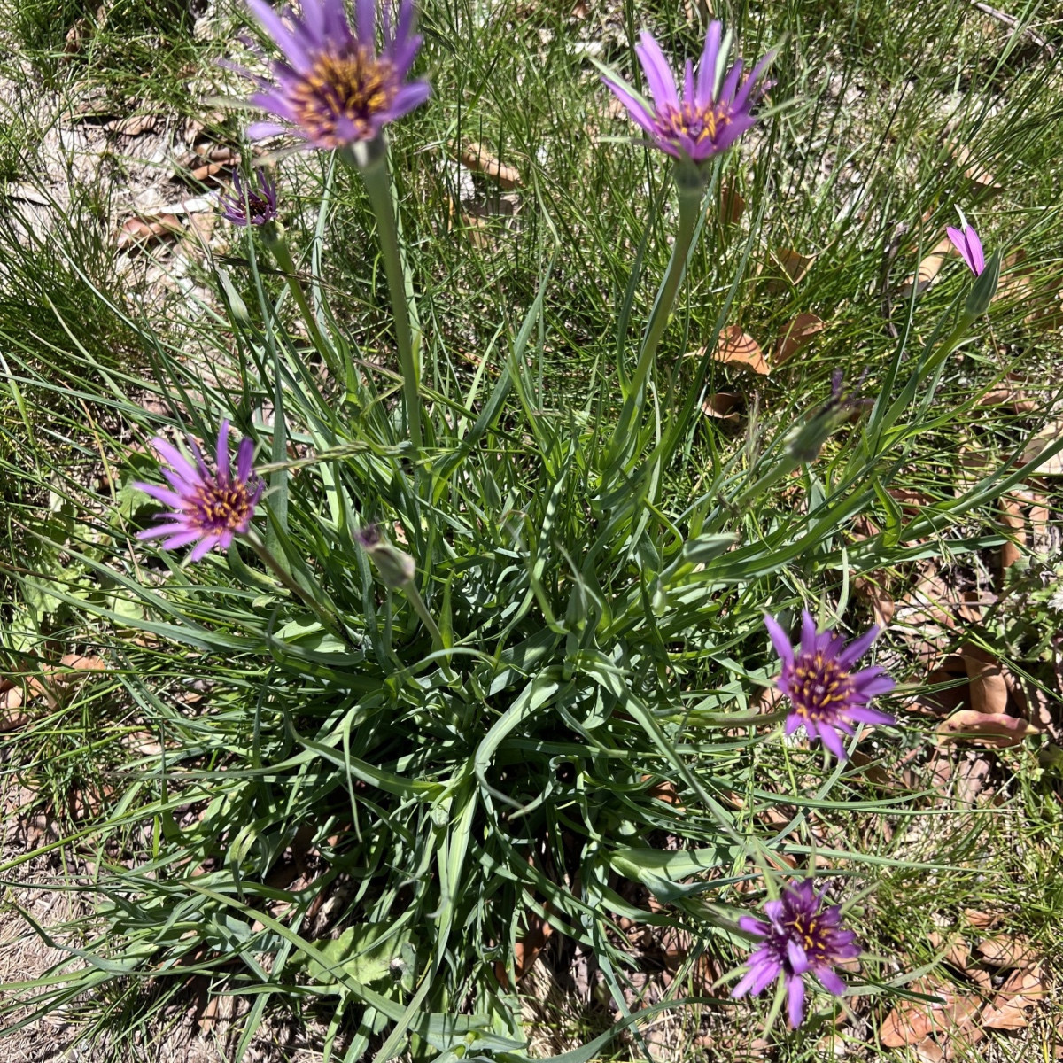 Kozí brada fialová - Tragopogon porrifolius - semena kozí brady - 90 ks