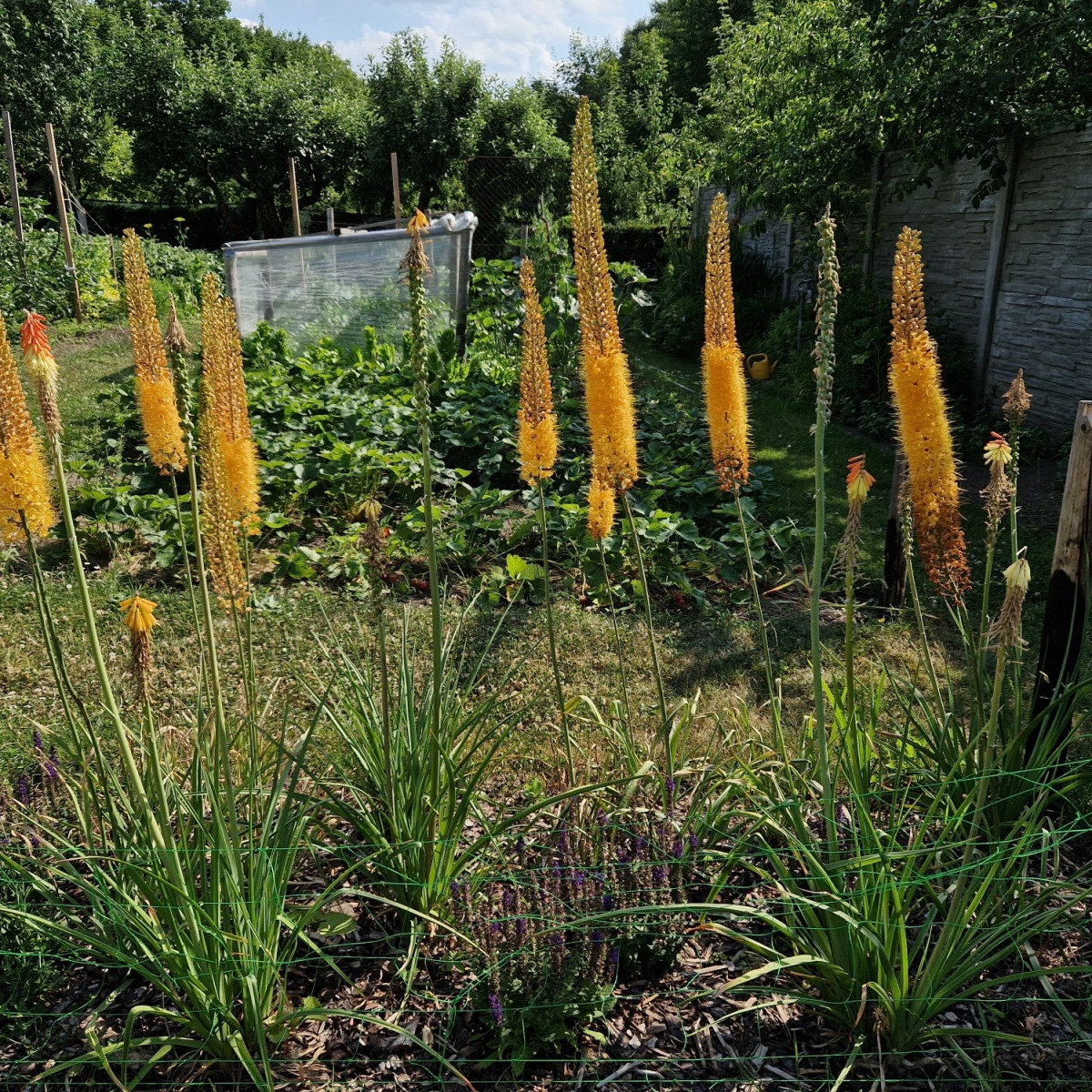 Liliochvostec Kleopatra - Eremurus - hlízy liliochvostce - 1 ks