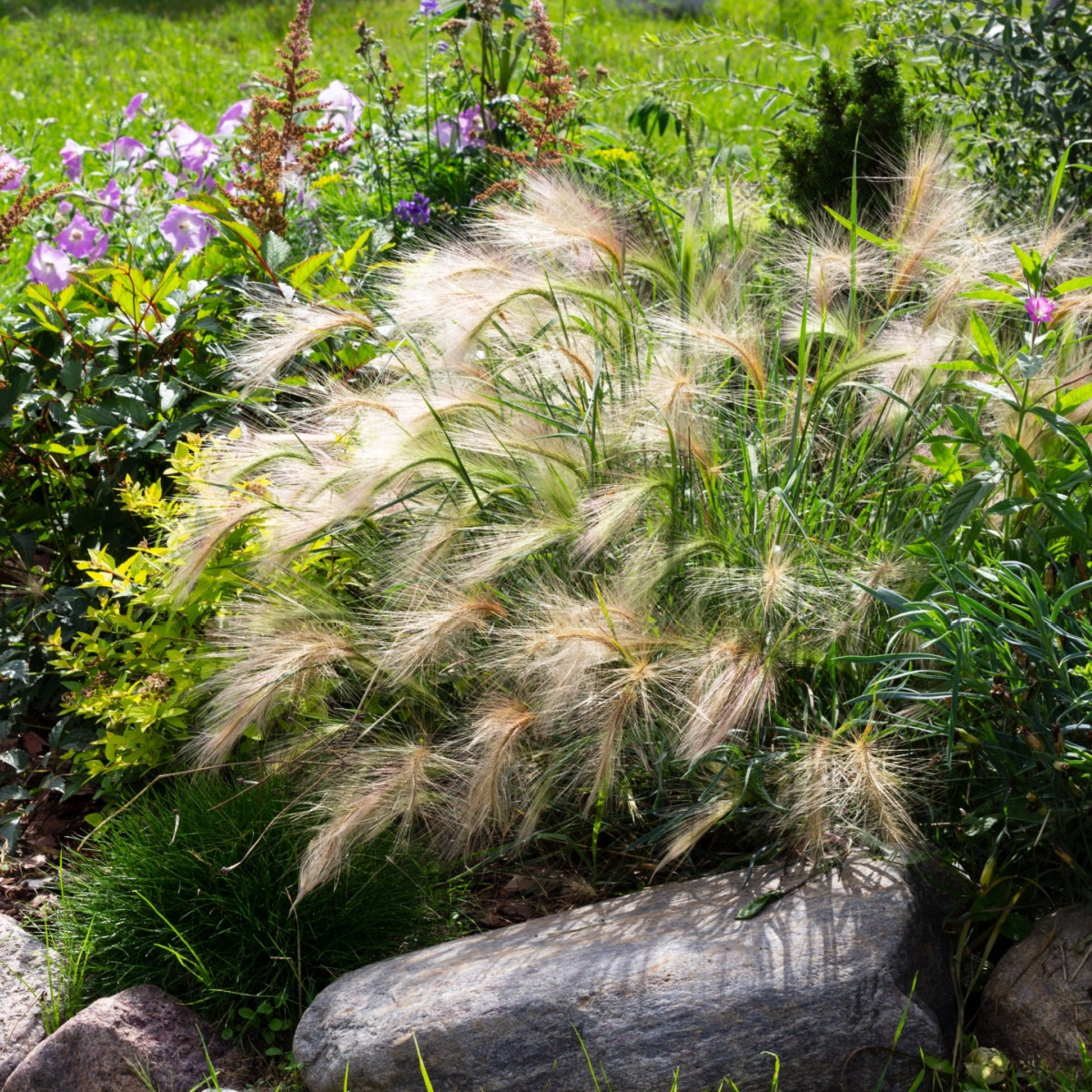 Ječmen hřívnatý - Hordeum jubatum - semena ječmene - 10 ks