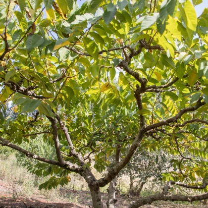 Anona čerimoja - Annona cherimola - semena anony - 5 ks