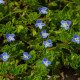 Rozrazil rezekvítek - Veronica chamaedrys - semena rozrazilu - 25 ks