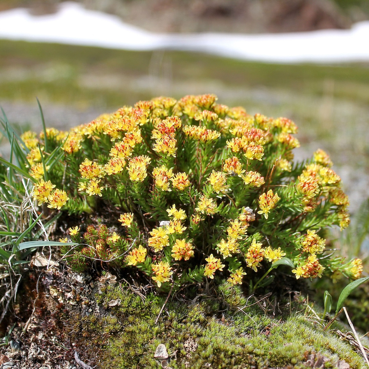 Rozchodnice růžová - Rhodiola rosea - semena rozchodnice - 8 ks