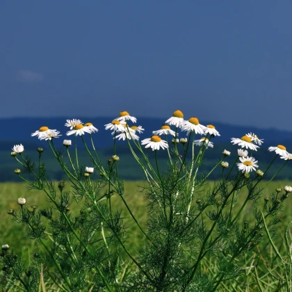 Kopretina bílá Alaska - Chrysanthemum leucanthemum max. - semena kopretiny - 250 ks
