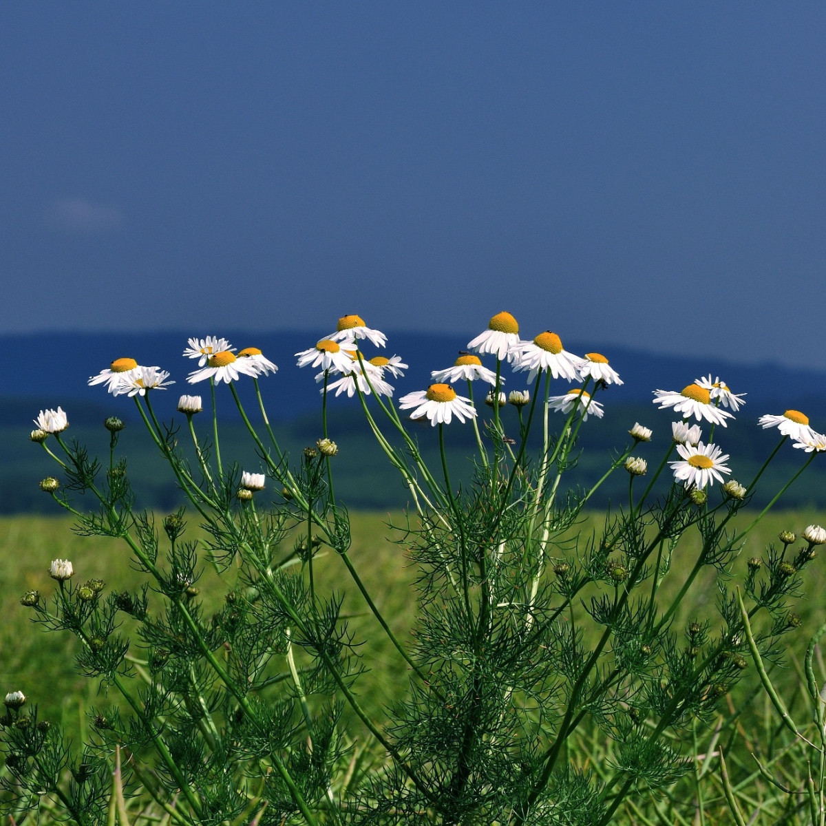 Kopretina bílá Alaska - Chrysanthemum leucanthemum max. - semena kopretiny - 250 ks