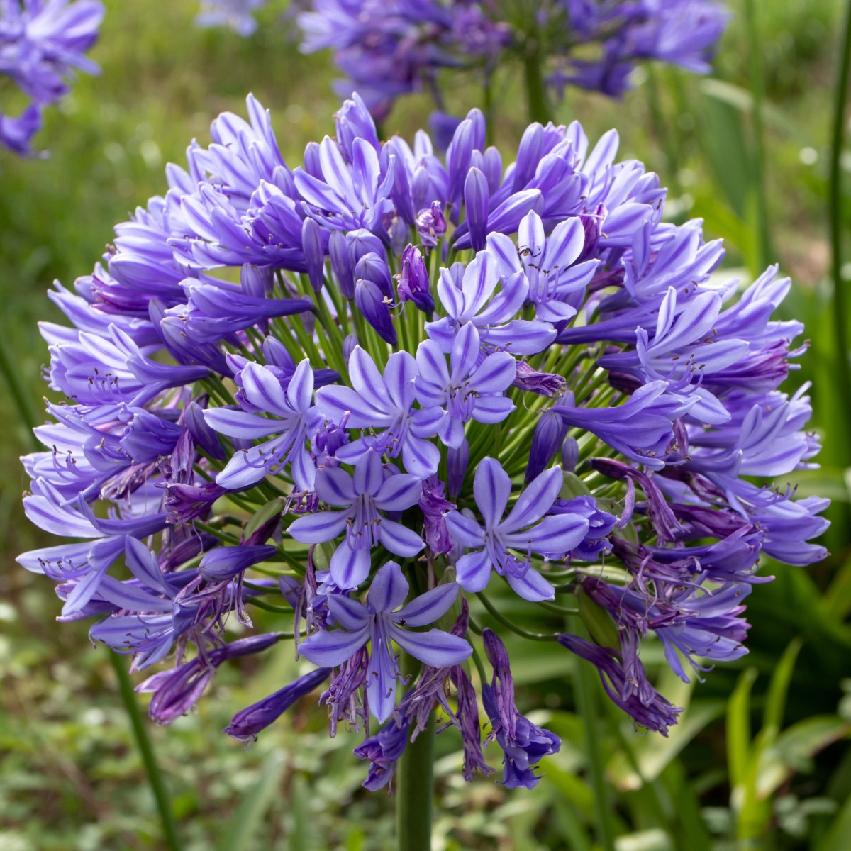 Kalokvět modrý - Agapanthus praecox - semena kalokvětu - 8 ks