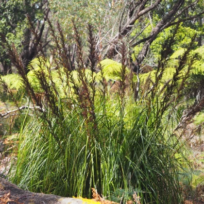 Ozdobný rákos - Gahnia trifida - semena ozdobného rákosu - 10 ks