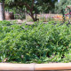 Koriandr mexický - Eryngium foetidum - semena koriandru - 50 ks